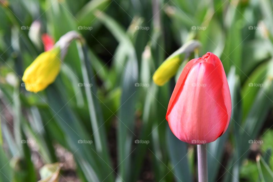 Spring tulips