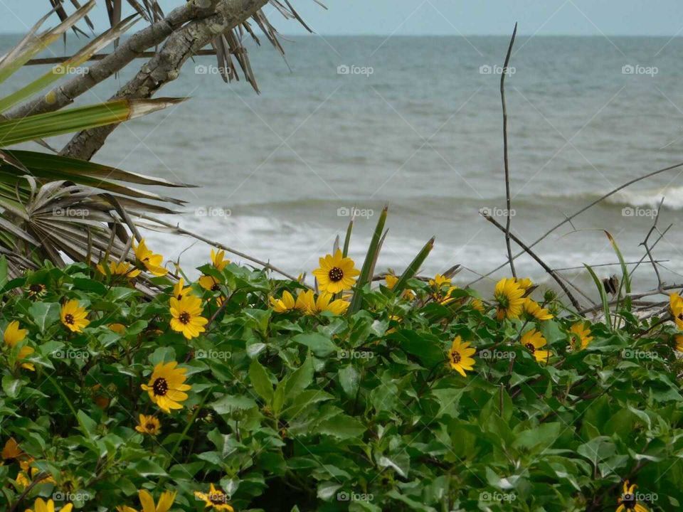 Florida Beach, St. Augustine