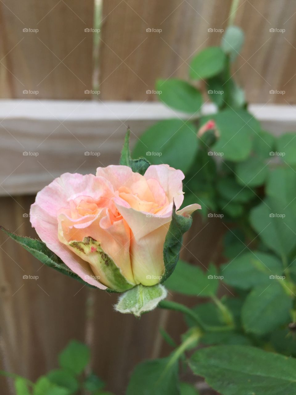 One bud two roses