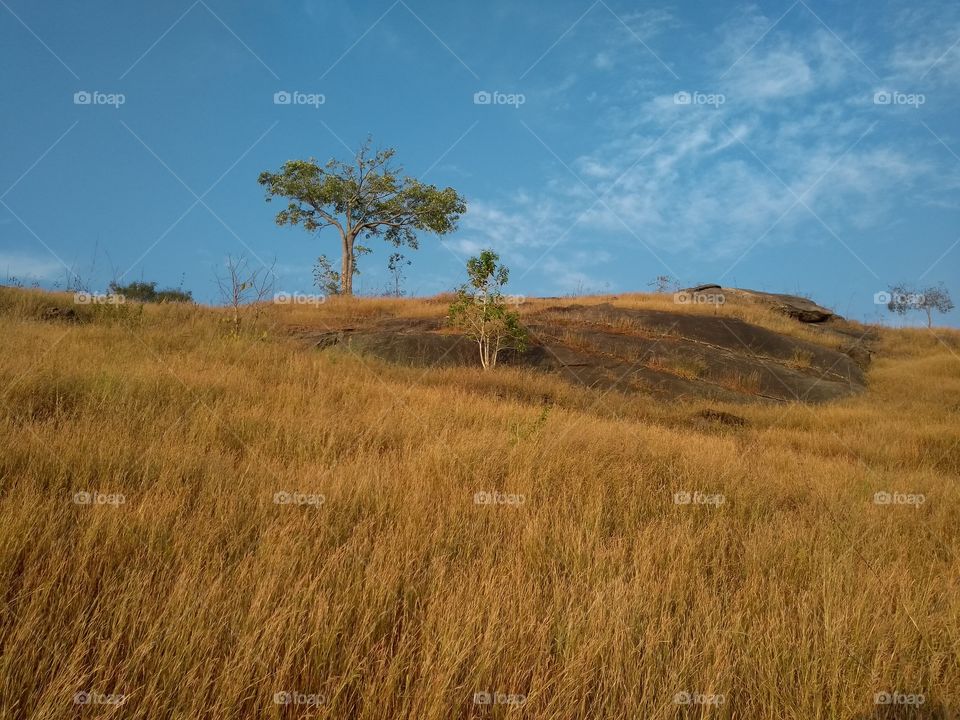 landscape scape in Kerala