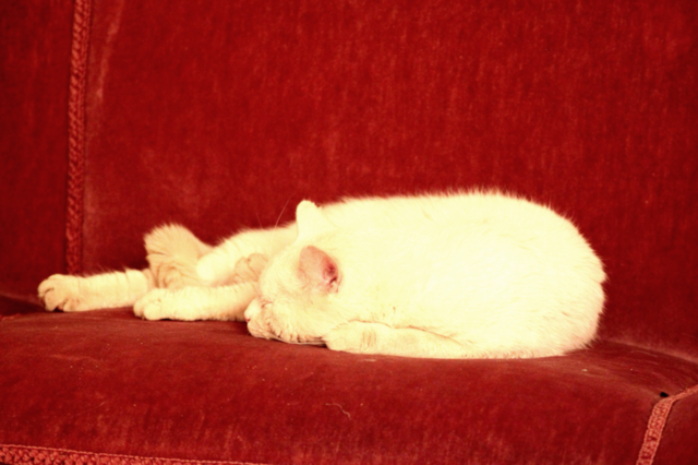 sweet cat sleeping animal by arman