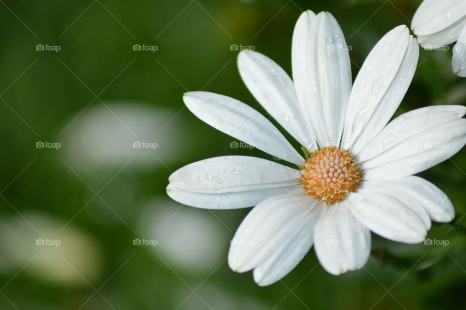 Portrait of a plant