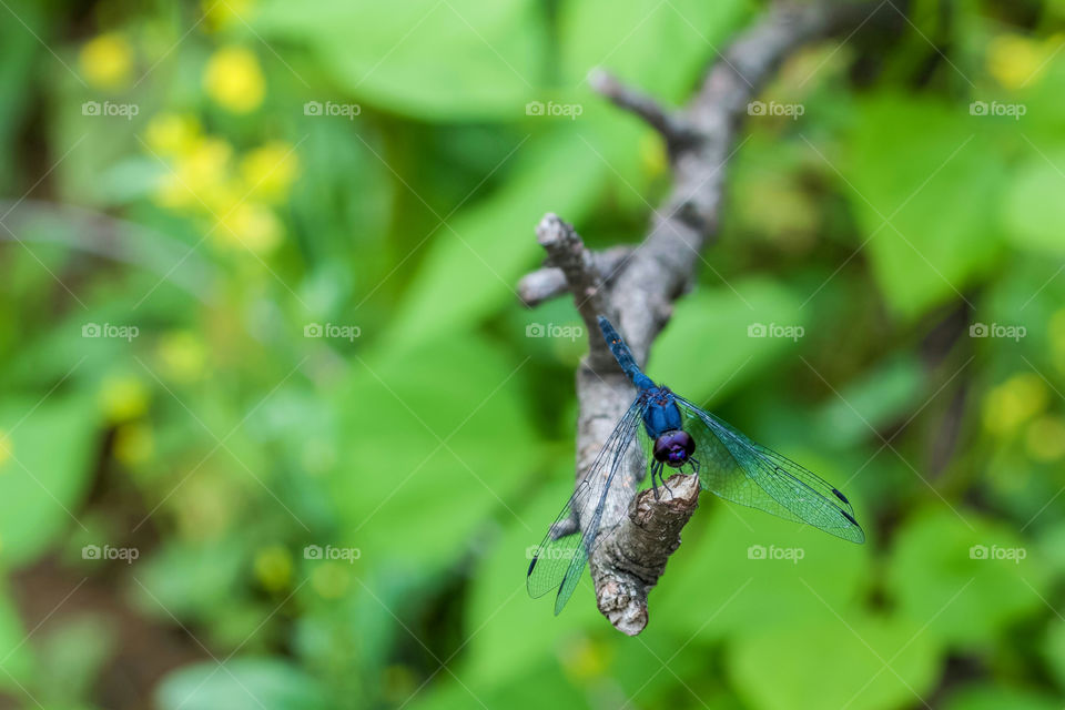 A beautiful blue dragonfly perching on a twig ...