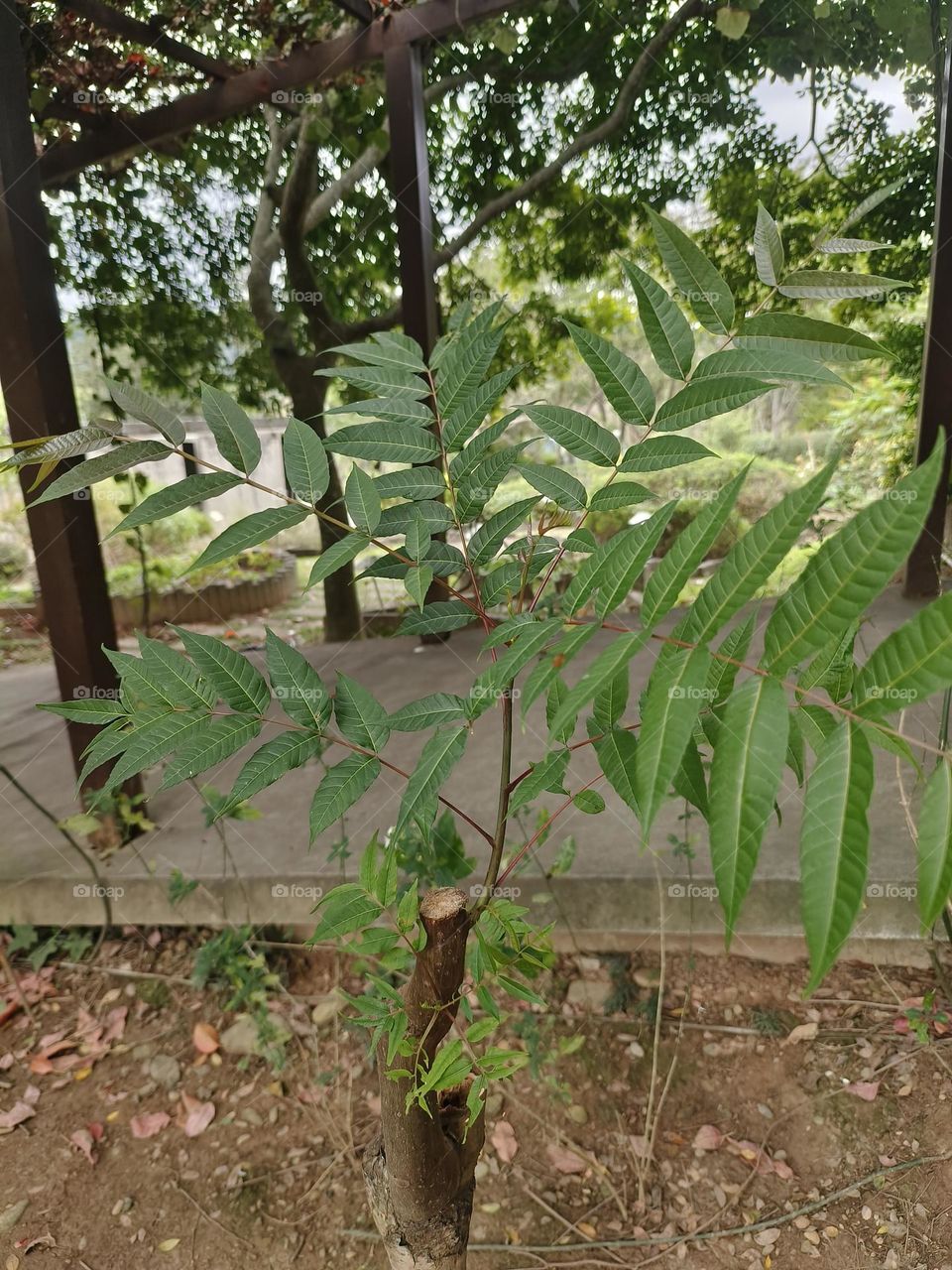 Toona sinensis in Beinan Township Native Applied Botanical Garden