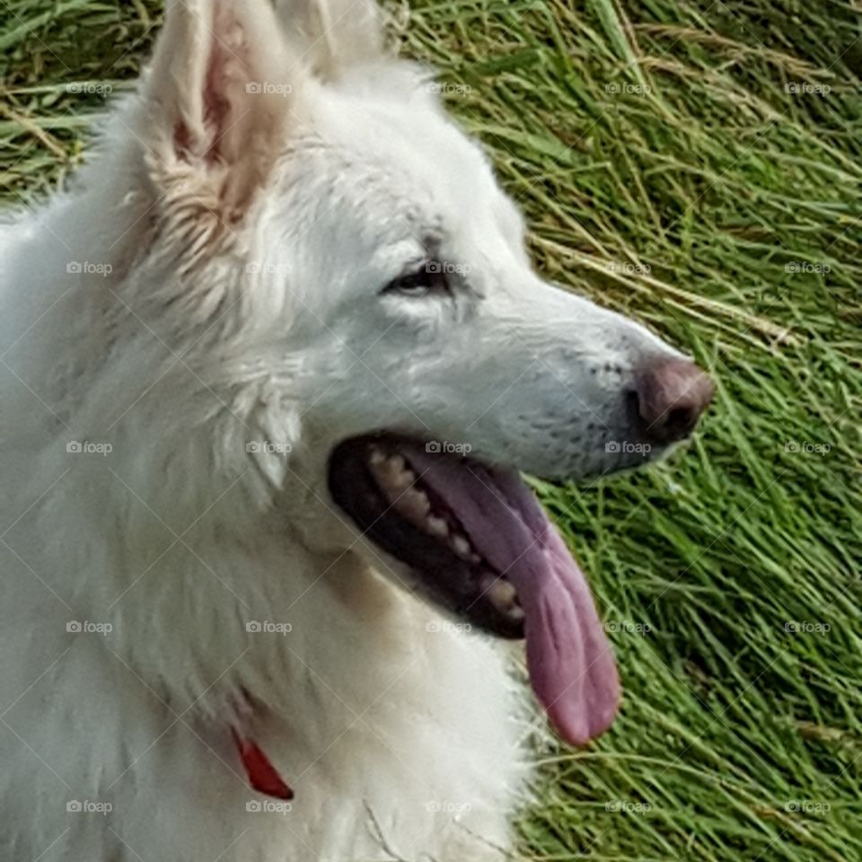 Side view of a dog with mouth open