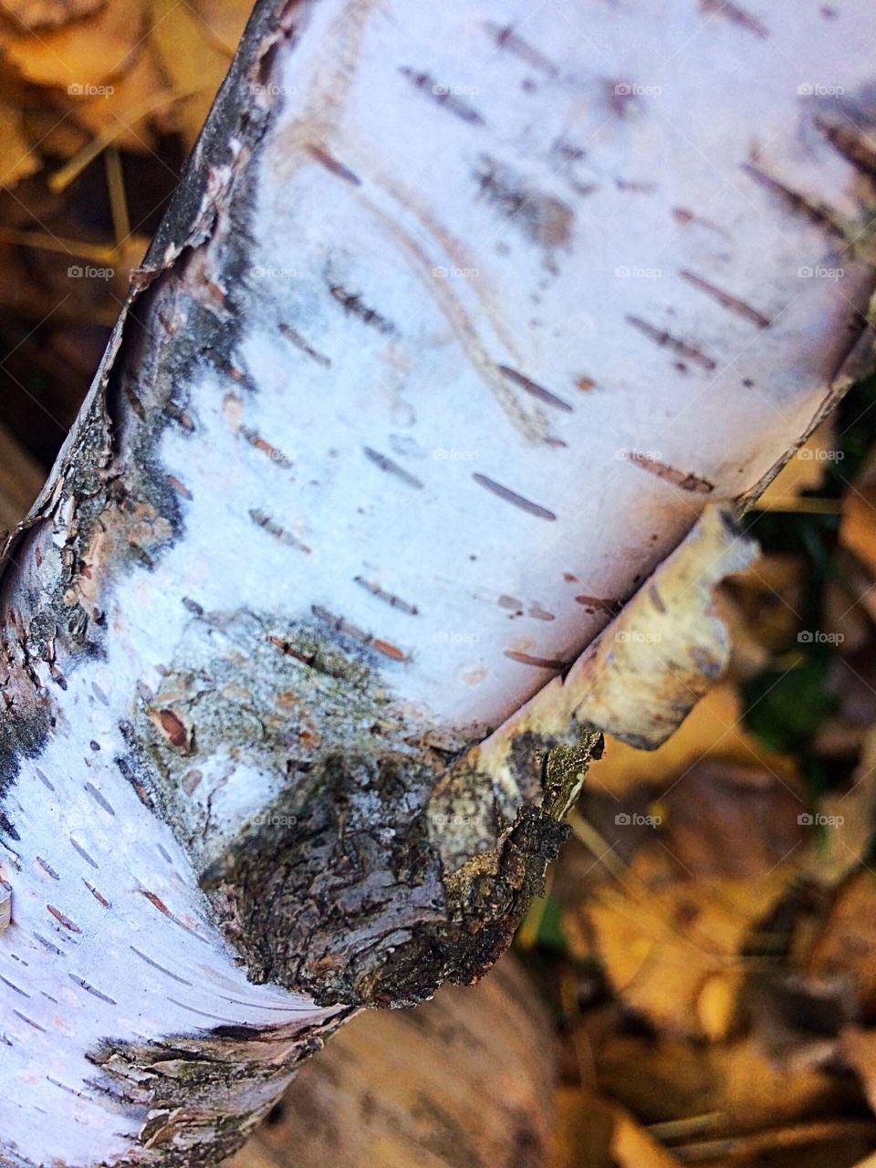 Birch Tree 