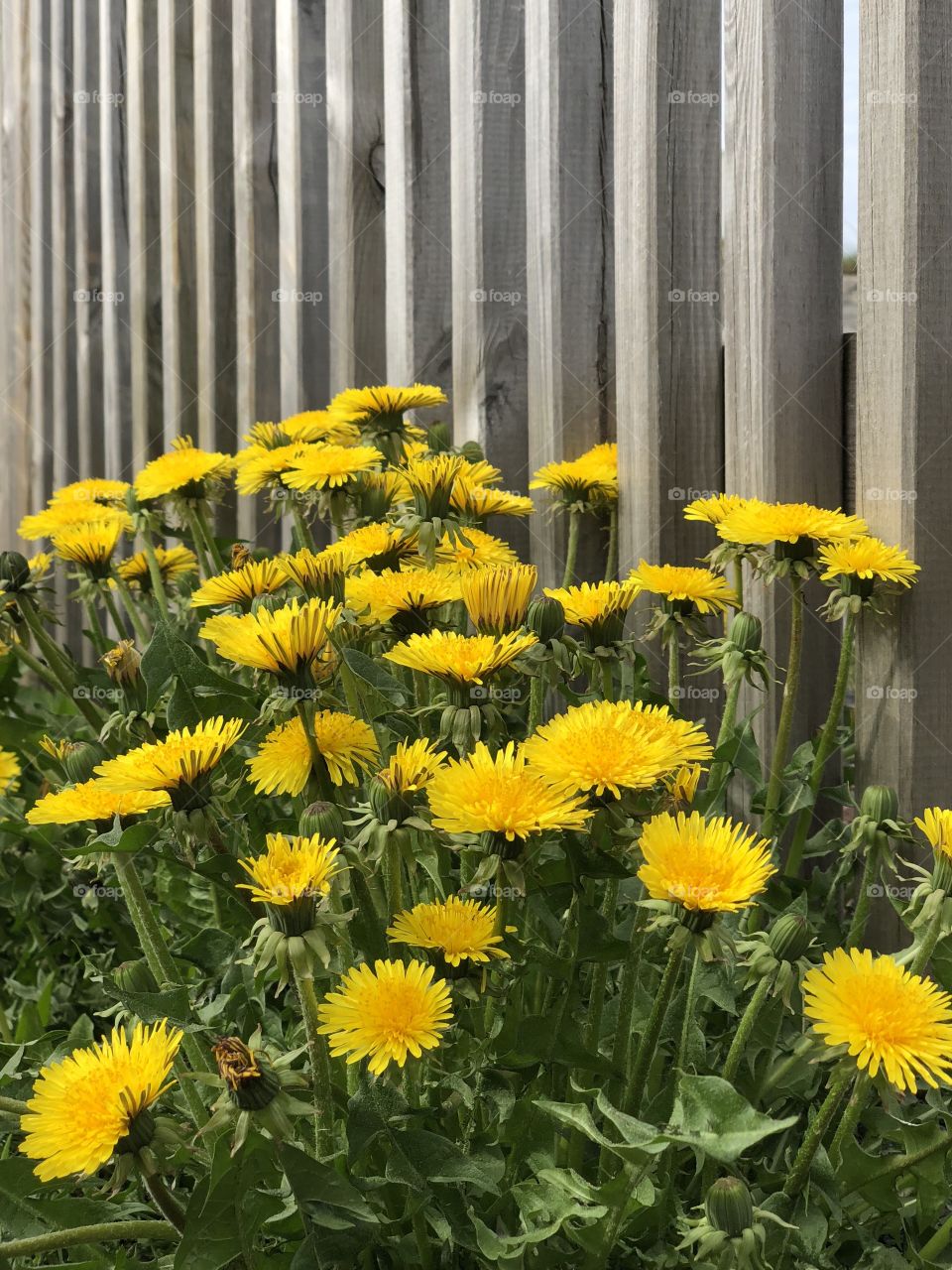 dandelion or weeds