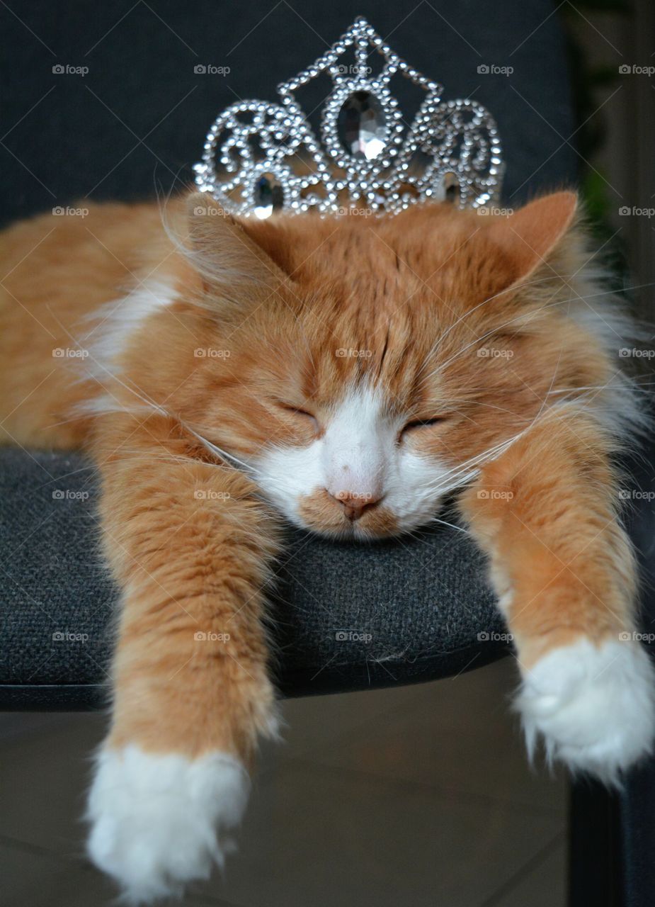 cat pet with silver crown sleep