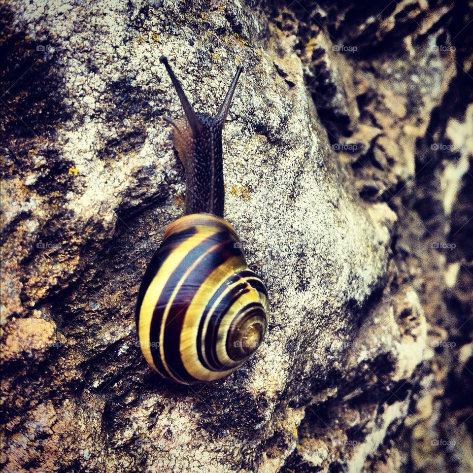 nature snail rock seaham by zebradavid