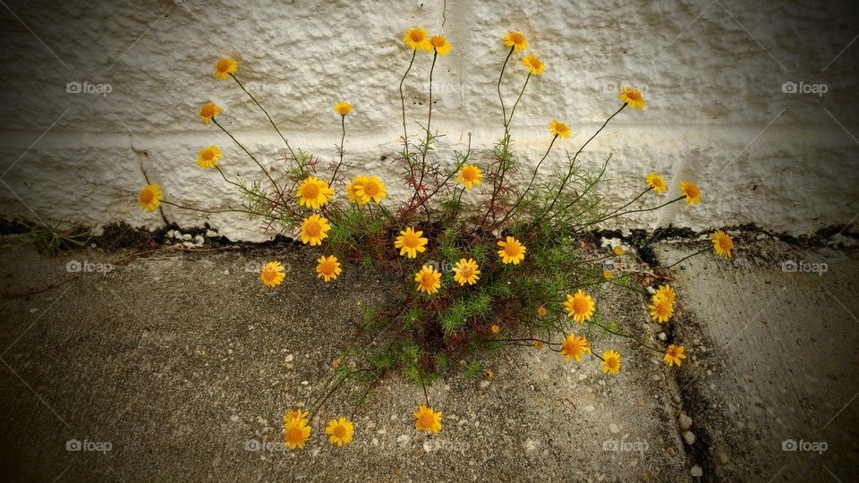 flowers on the sidewalk