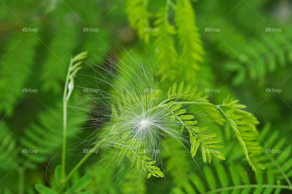 Stamen white flowers on green leaf