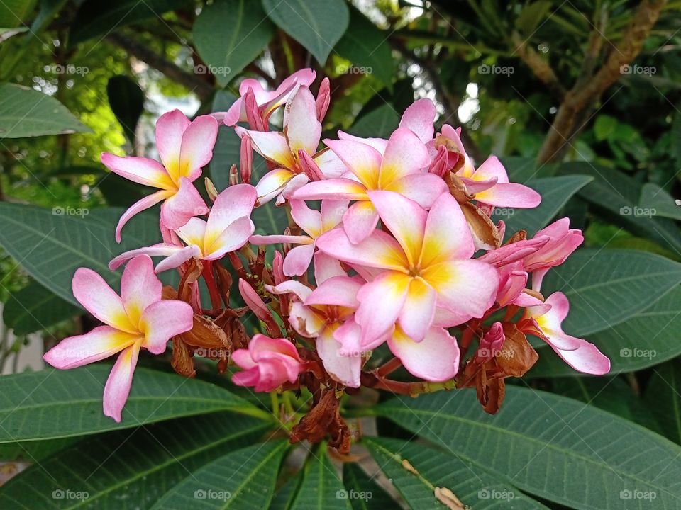 Pink Plumeria flowers