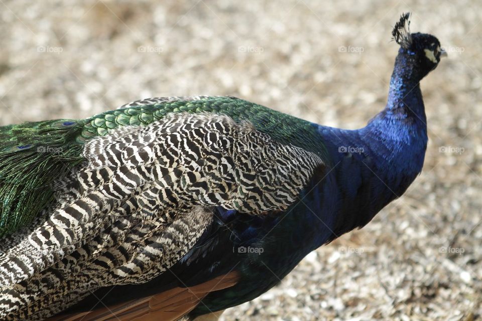 Peacock