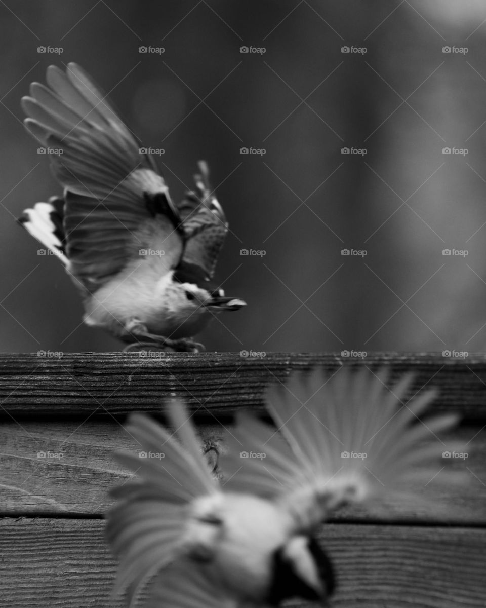 The Fury of a Nuthatch; White Breasted Nuthatch startling a Black Capped Chickadee 