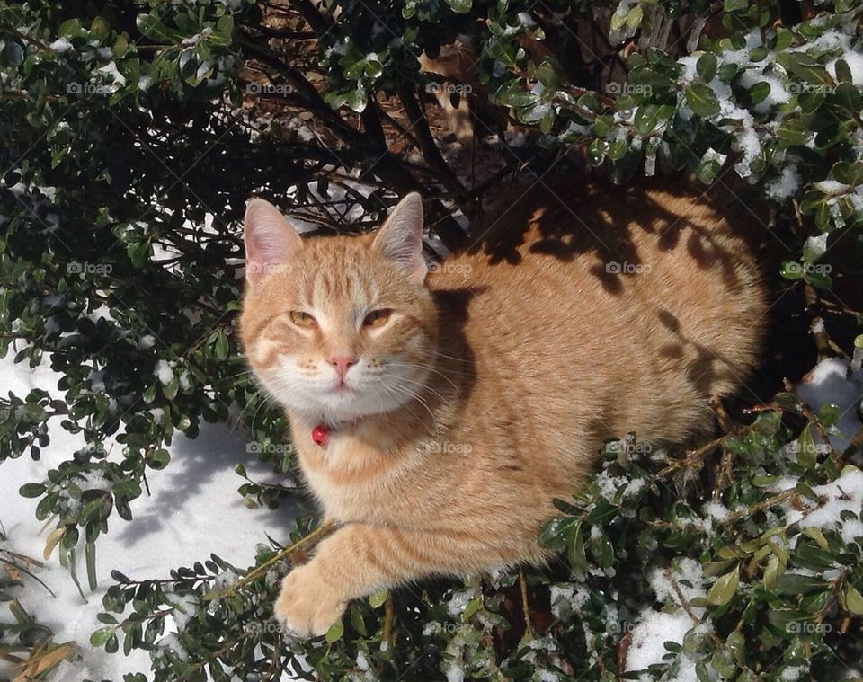 Cat in bush