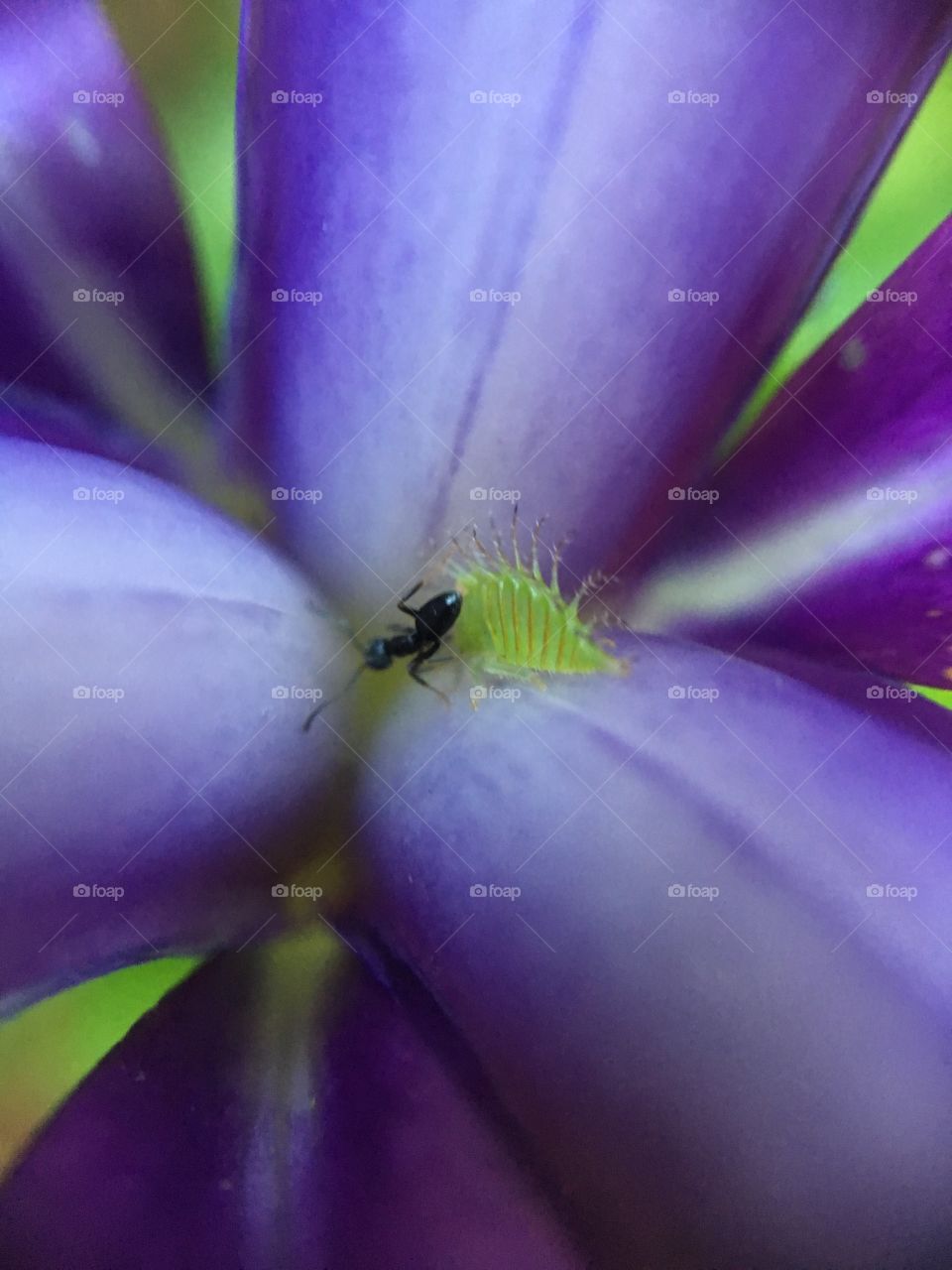Ant in iris