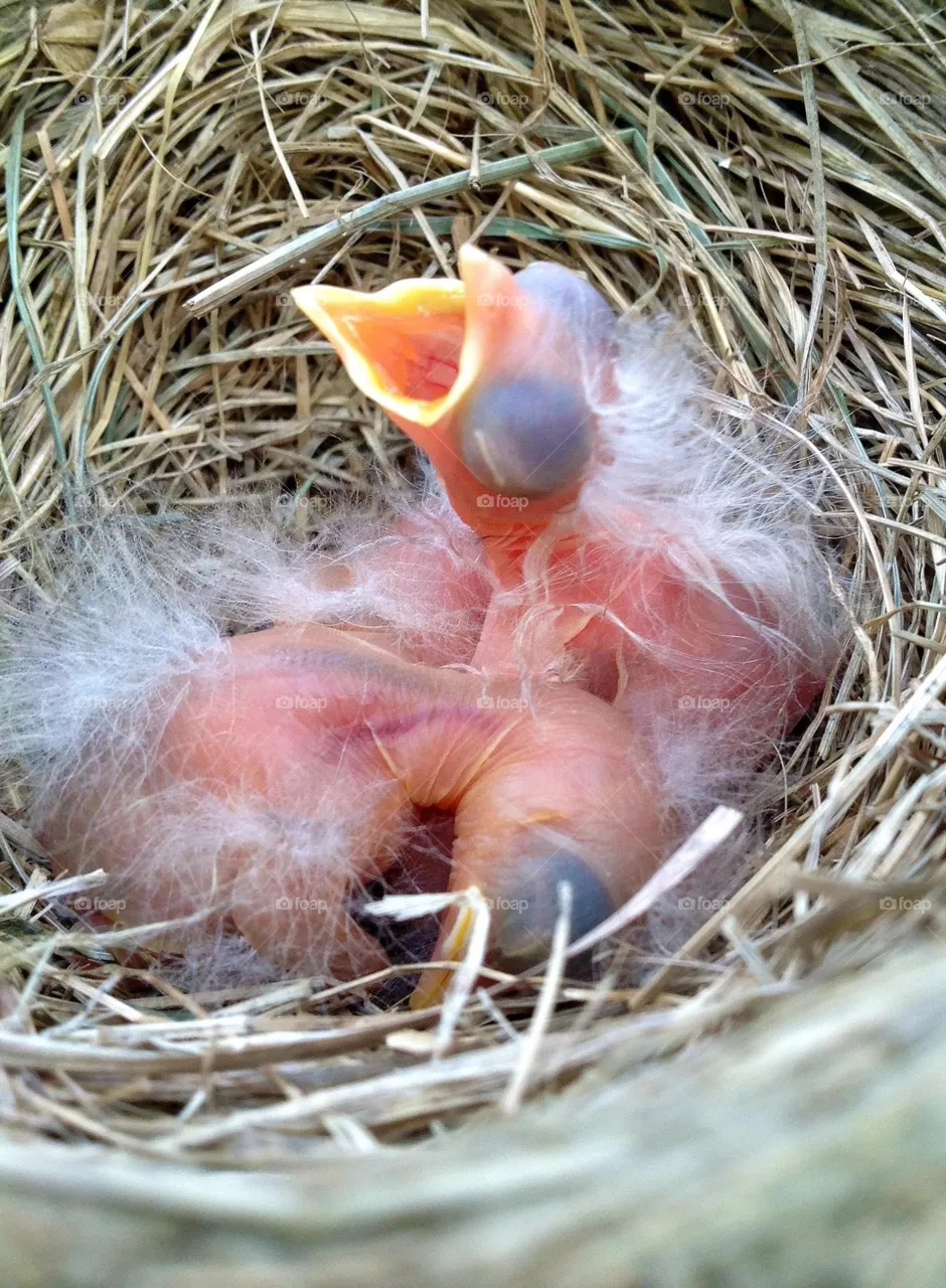 Baby birds 
