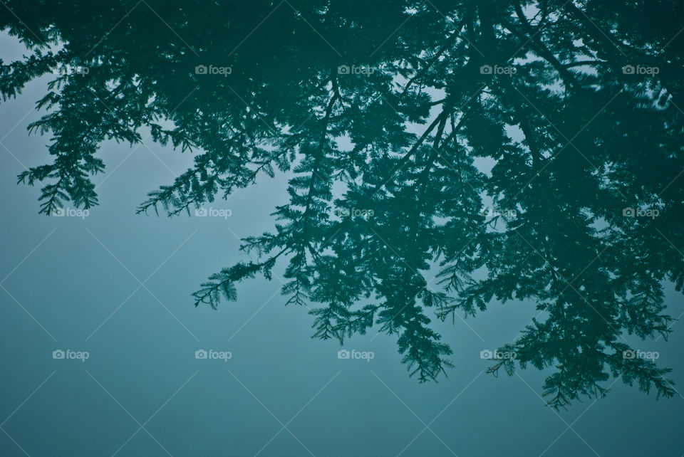 reflection of tree in swimmingpool