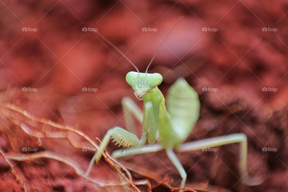 Beautiful Green Praying Mantis