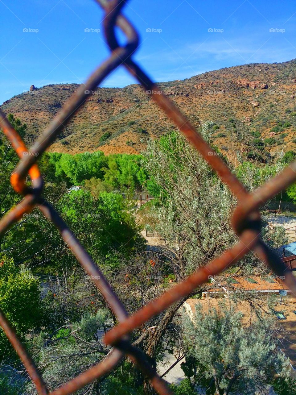 wildlife viewing. looking through the fence into the lion preserve