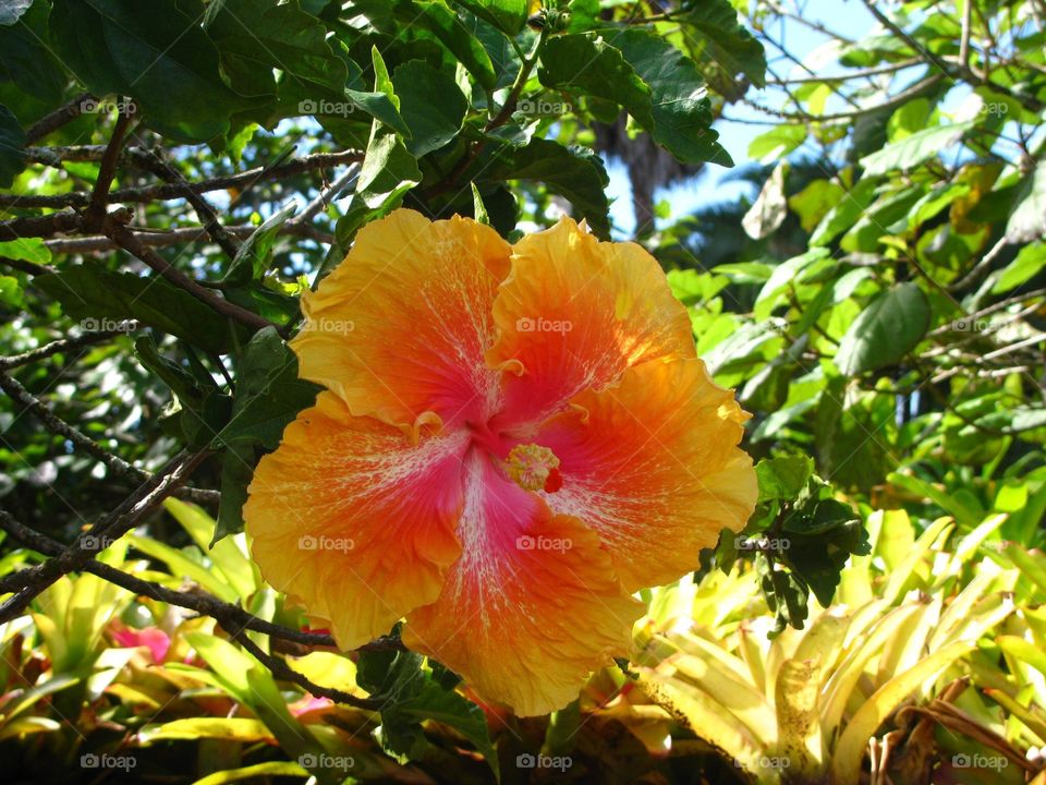 Hibiscus 