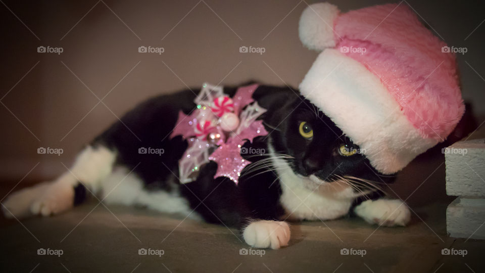 Girly Christmas cat