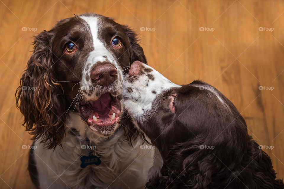Domestic dogs in room