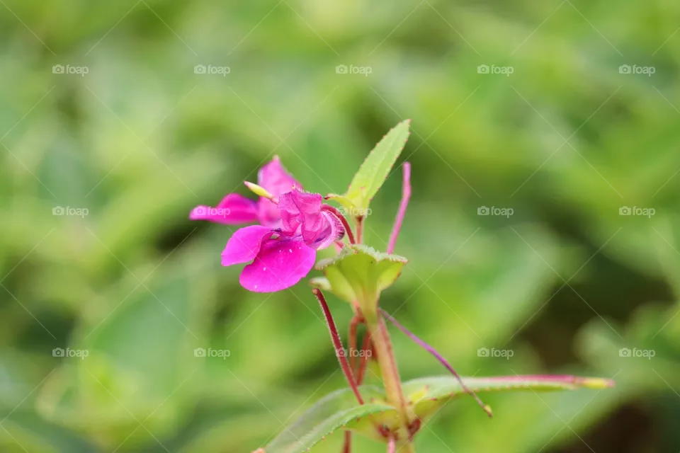 pink flower portrait in nature