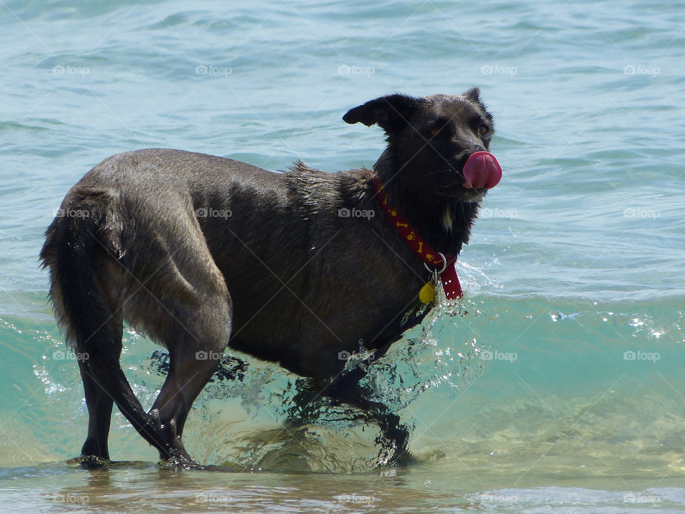 eilat dog water sea by ozba