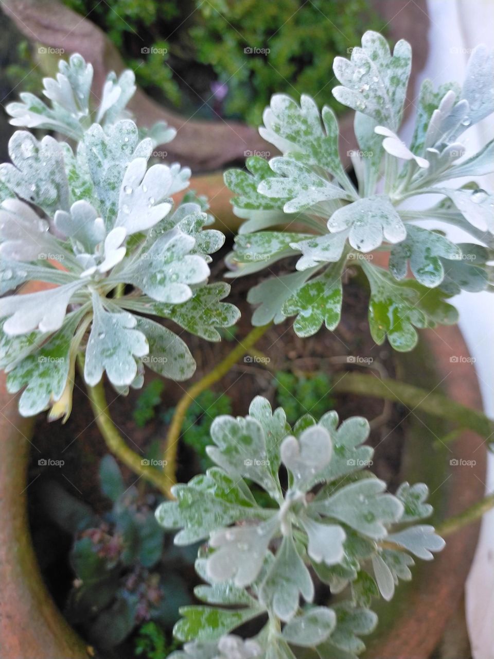 gren, tiny, decorative plants, added to beautify your home