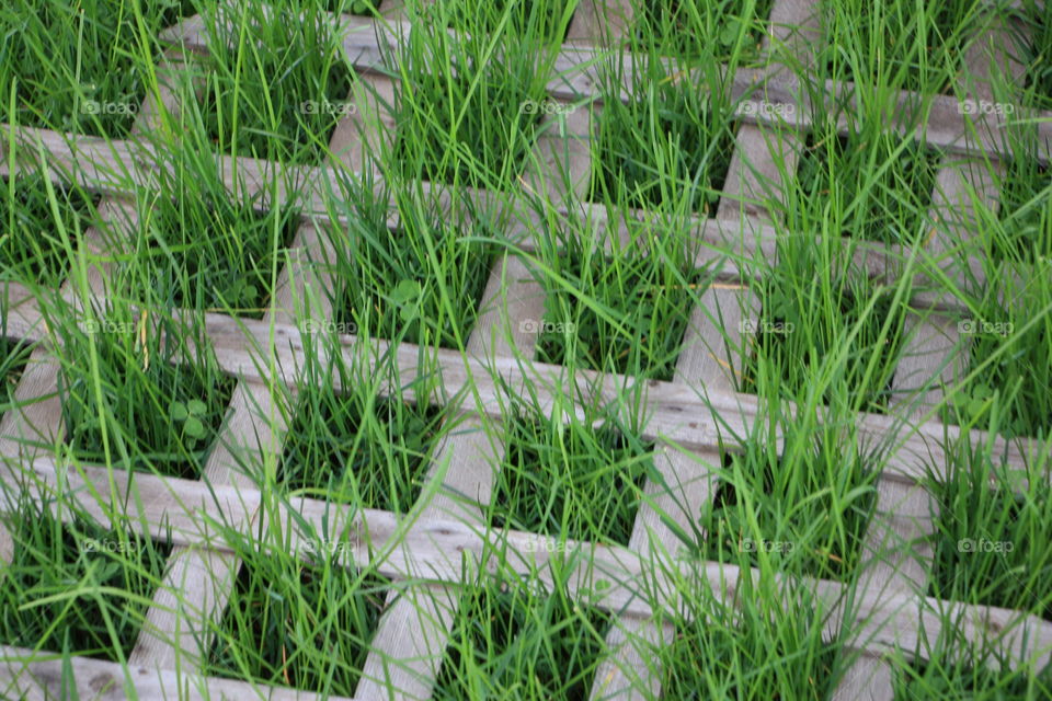 grass pattern