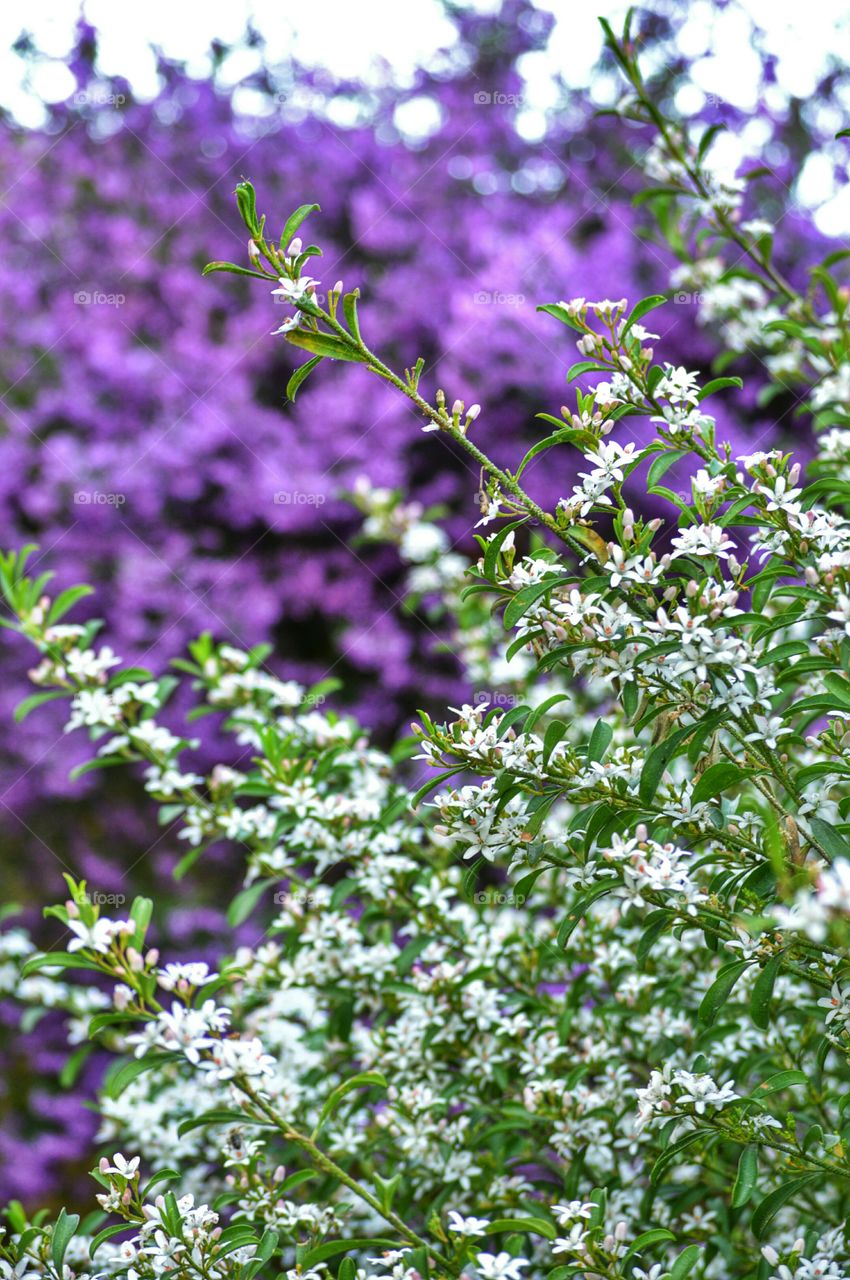 Shrub in bloom