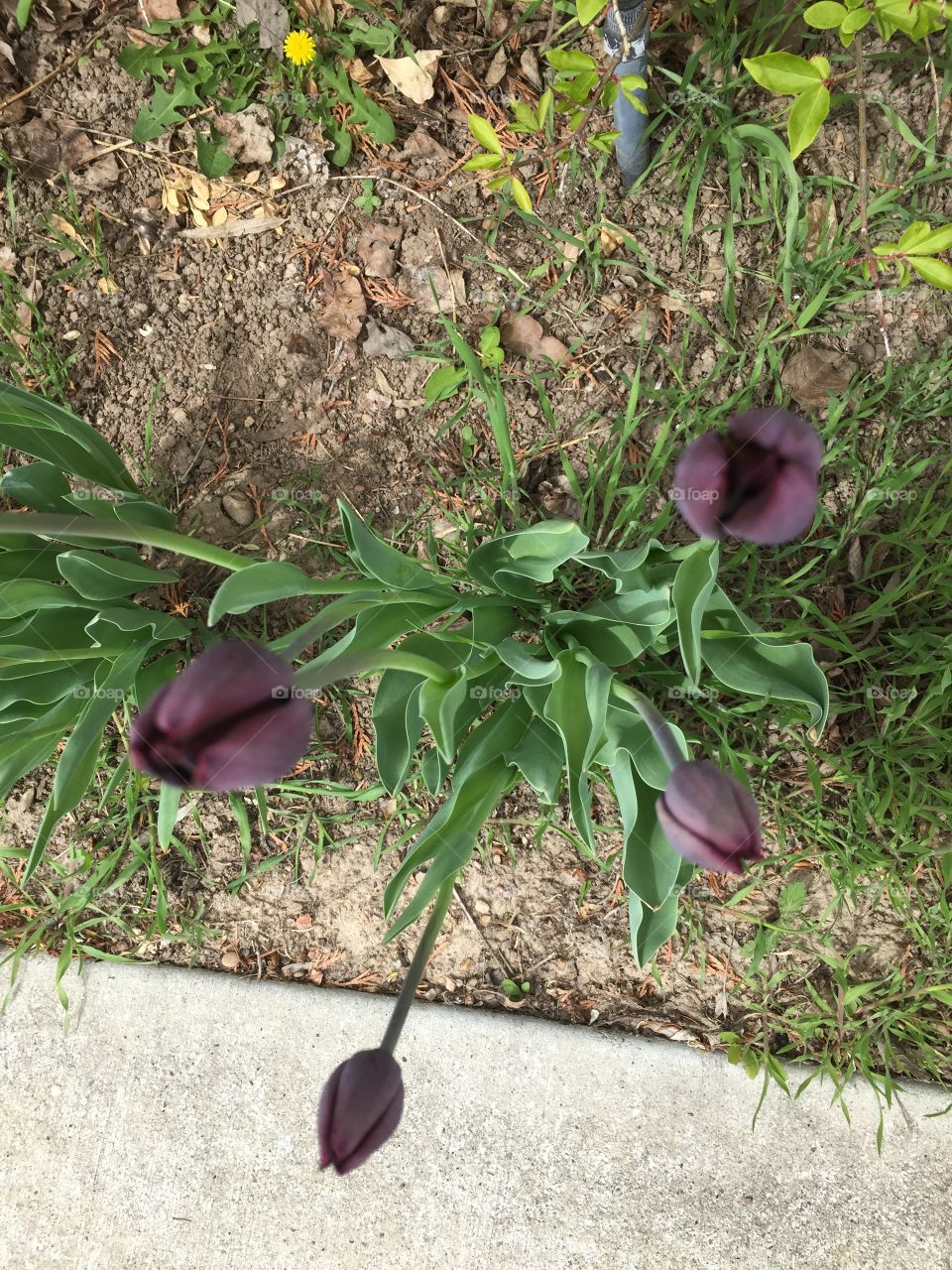 Blooming Dark Purple Tulips in my Garden