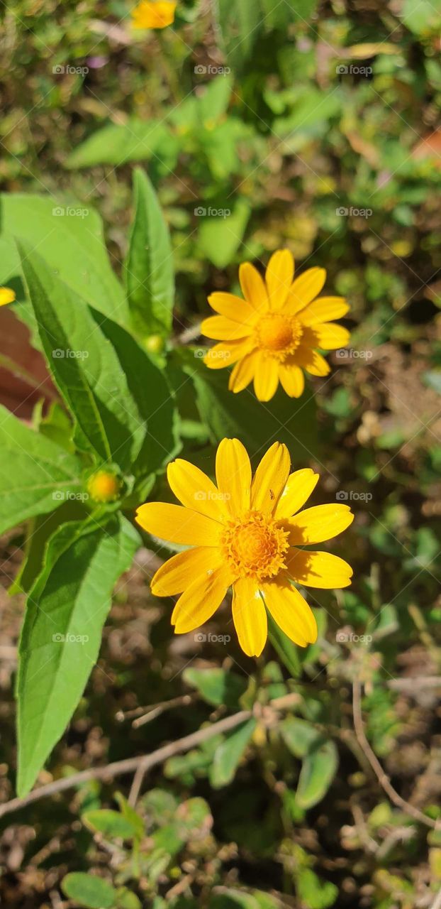 spring, wild flowers beautiful colors, wallpaper, natural ,yellow