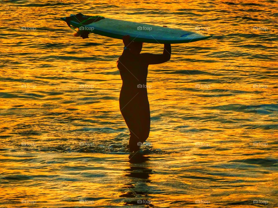 Surfing At Sunset. Female Surfer Entering The Waves During The Golden Hour
