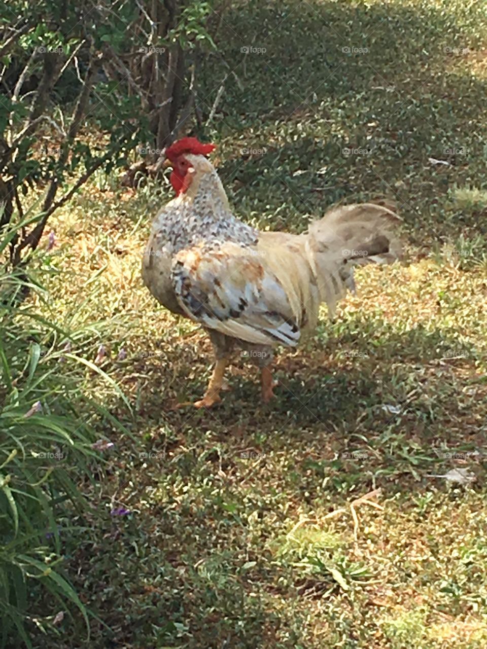 Bermudas Rooster