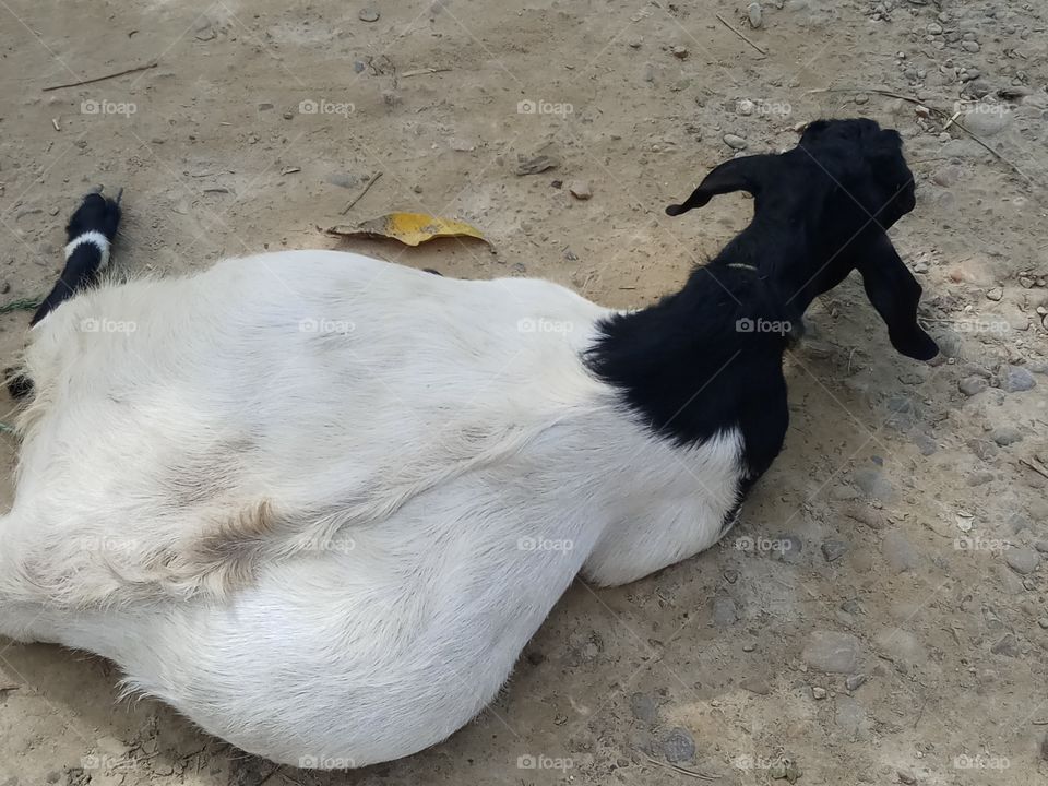 A Domestic pregnant goat is relaxing on the road❤😚.