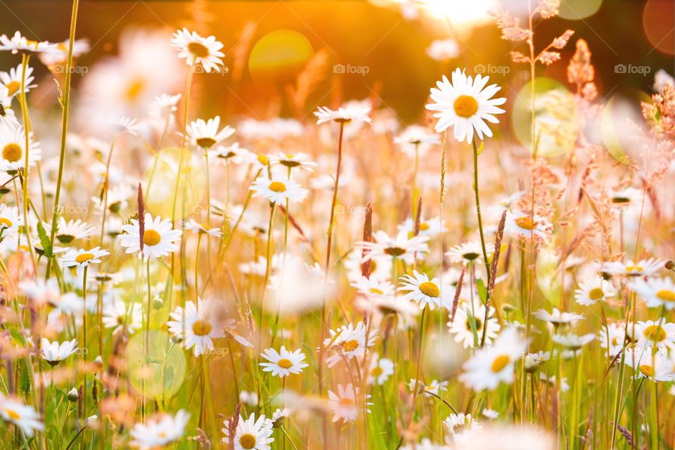 Daisies flowers field in bright sunshine 