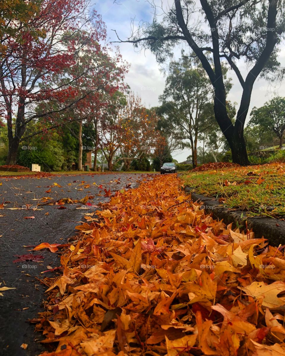 Autumn leaves on the wet grey road 