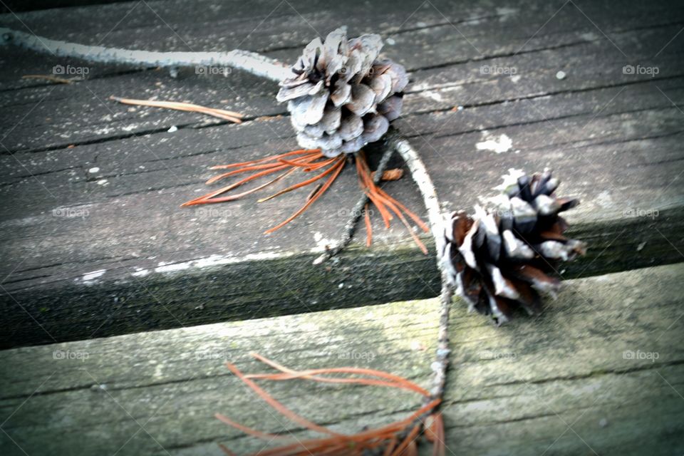 pine cones