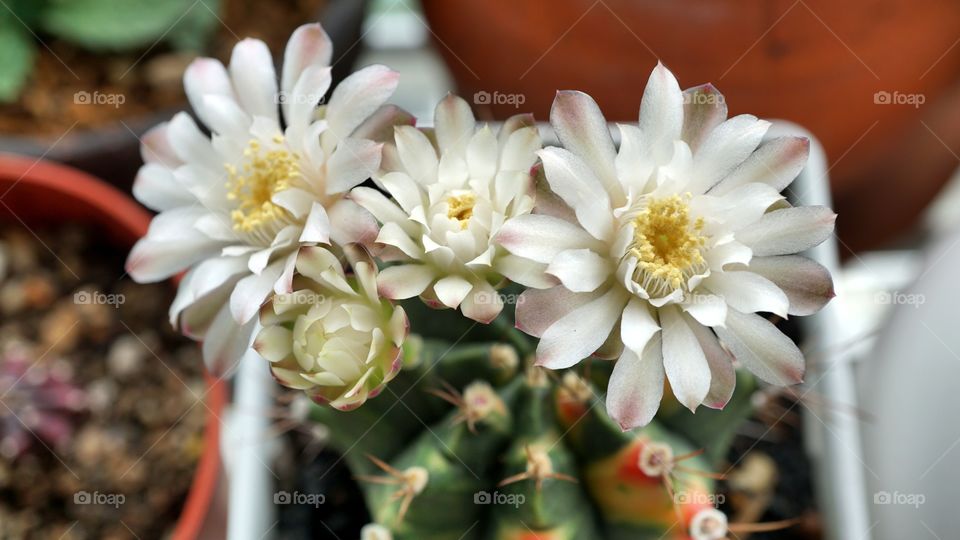 Gymnocalycium cactus flowers