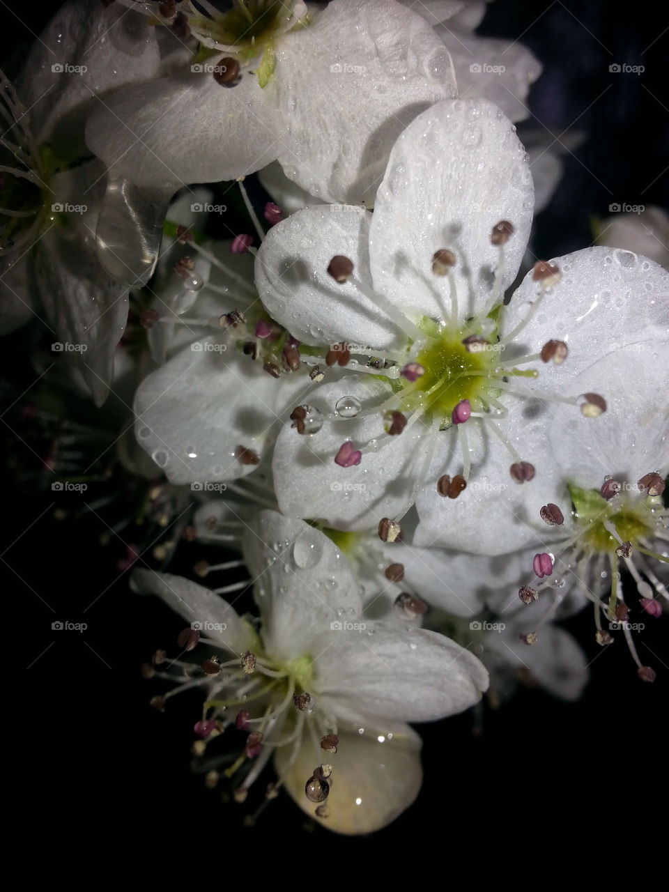 pear tree flowers in the rain