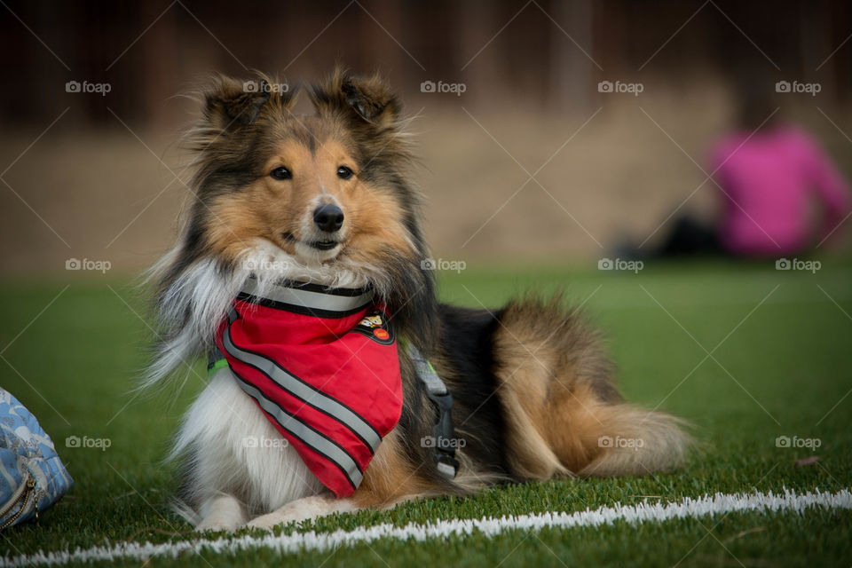 sheltie . my friend's dog 