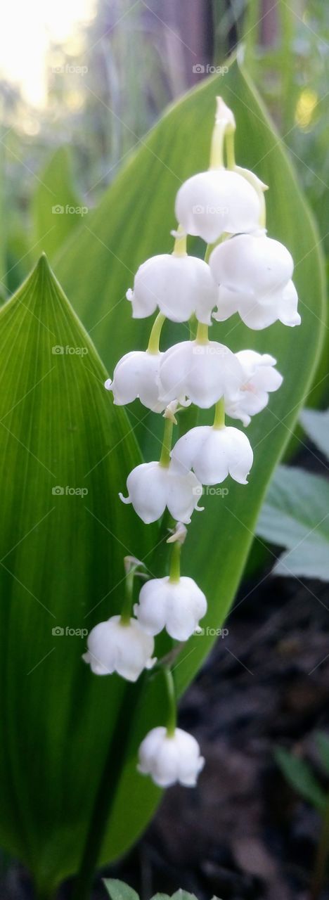 Lily of the valley. Early Spring