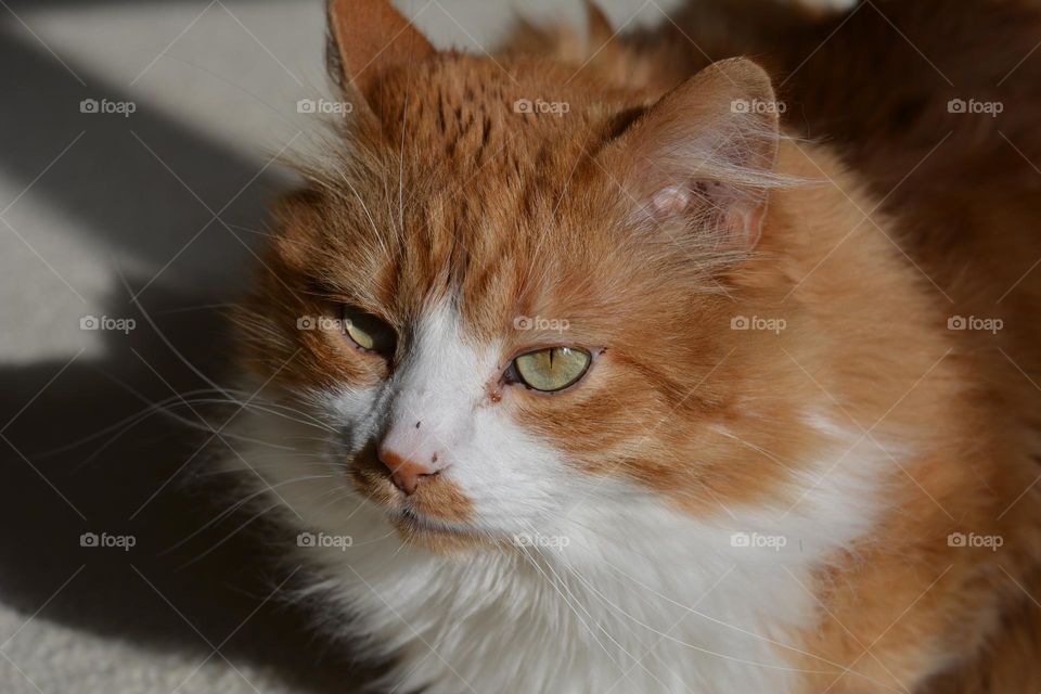 cat beautiful portrait relaxing home in sunlight