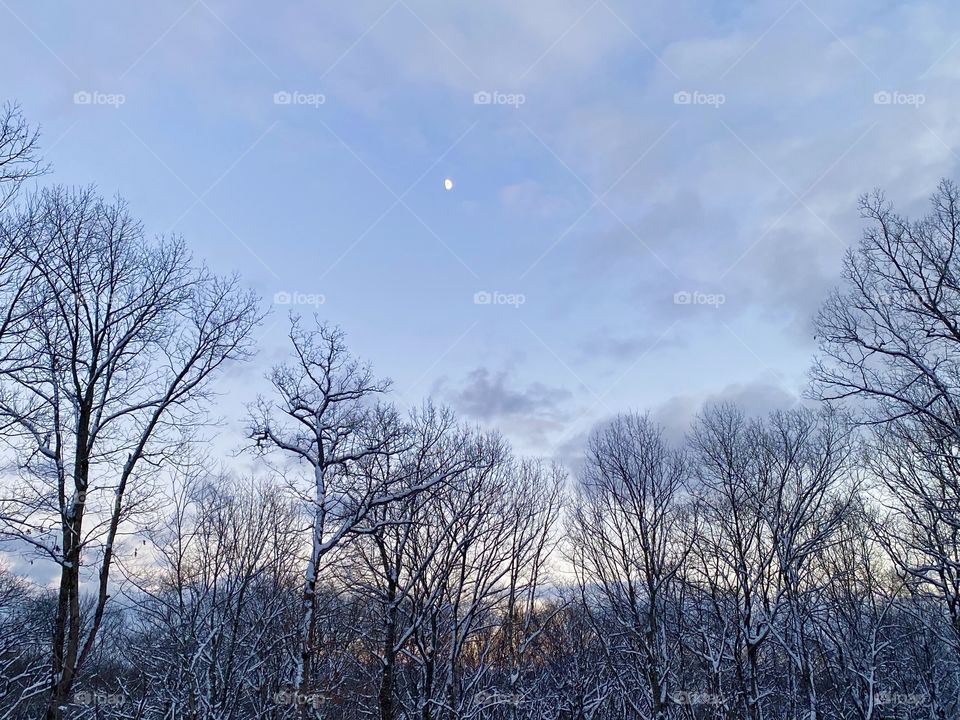 Day to dusk Landscape view in Milford, Pennsylvania USA of snow covered tree and a partial sunset sky with a crescent moon. 