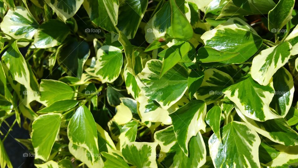variegated ivy
