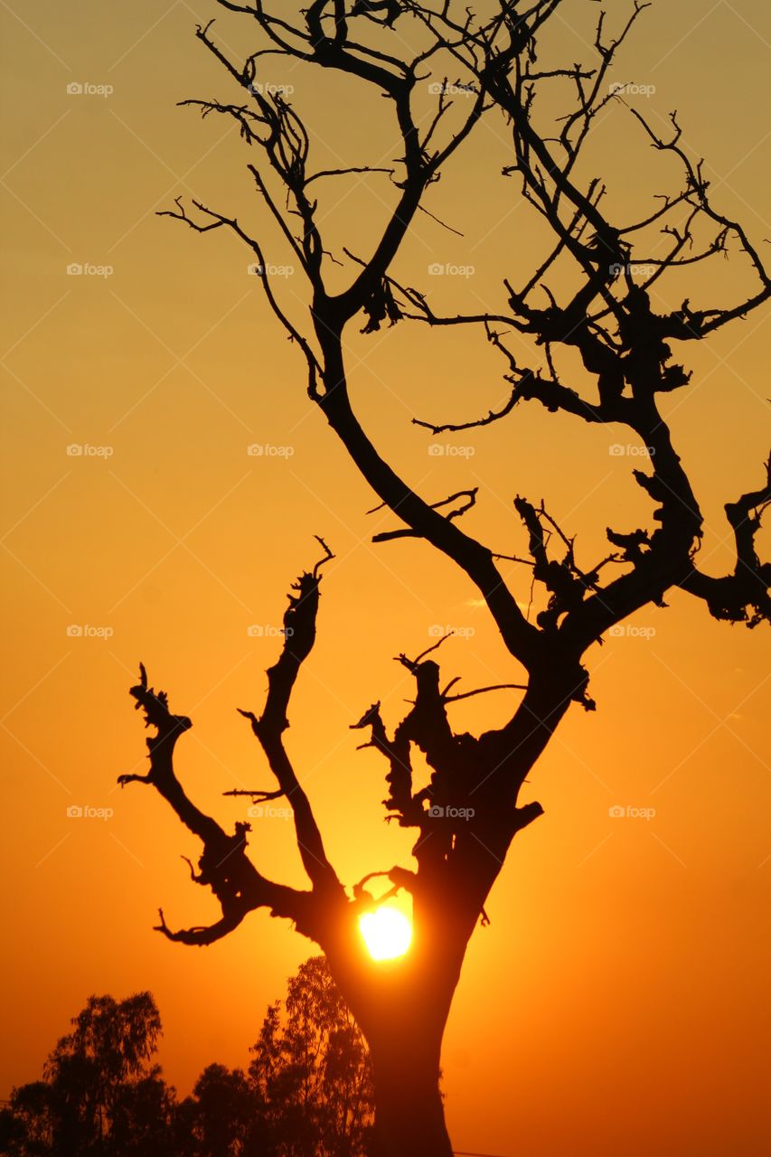Sunset with old tree