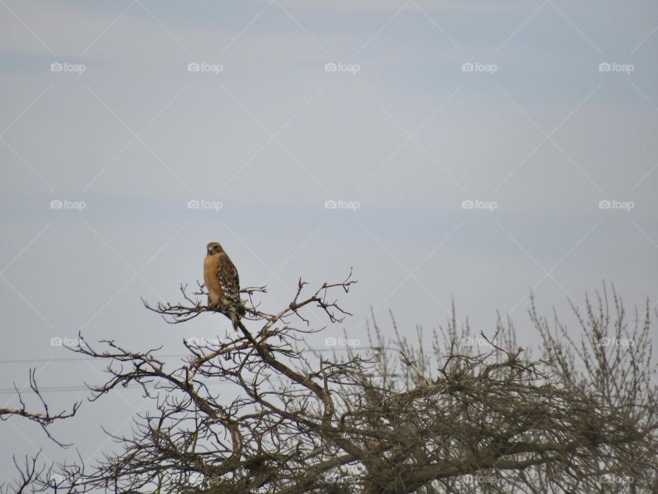 Red-Shouldered Hawk