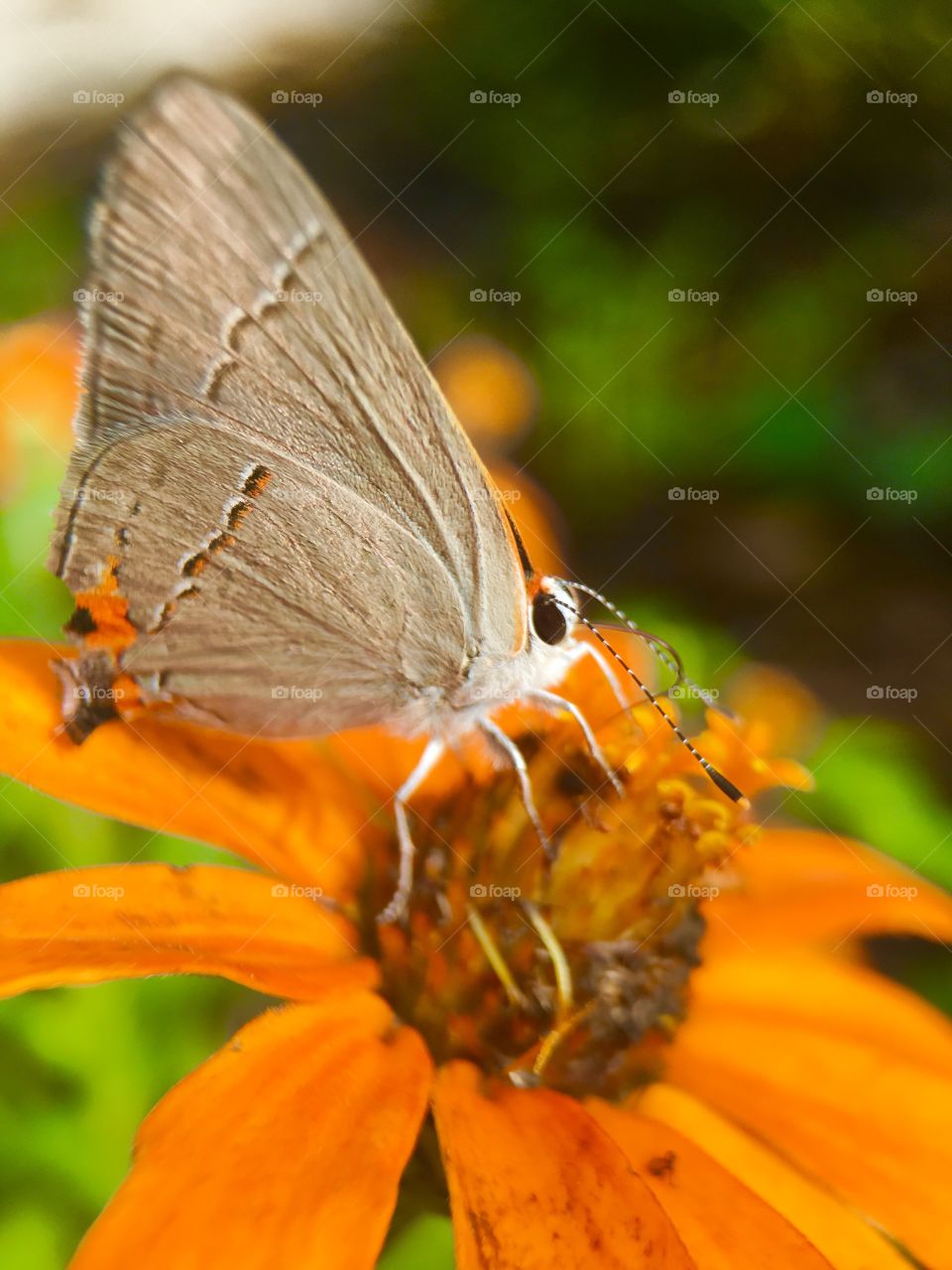 Close-up of butterfly